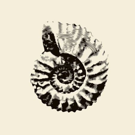 Illustration for Vector objects of ancient petrified ammonite shells. exhibits of the paleontological museum from extinct marine mollusks and animals of the sea and ocean fauna. - Royalty Free Image