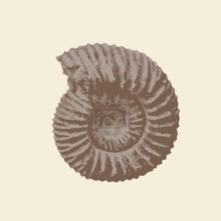Illustration for Vector objects of ancient petrified ammonite shells. exhibits of the paleontological museum from extinct marine mollusks and animals of the sea and ocean fauna. - Royalty Free Image