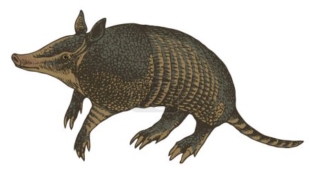 Ilustración de Vector realista dibujo boceto animal armadillo - Imagen libre de derechos