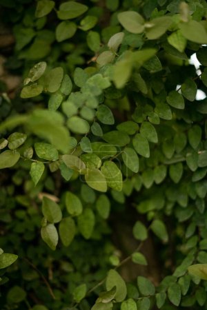 Téléchargez les photos : Feuilles vertes, printemps Texture des feuilles vertes fraîches - en image libre de droit