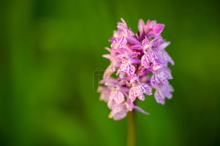 Photo for Orchidaceae. The wild nature of the Czech Republic. A rare plant of wild nature. Plant in the grass. Beautiful picture. Spring nature. Dactylorhiza fuchsii - Royalty Free Image