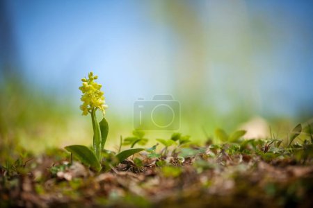 Photo for Orchis pallens. Orchidaceae. The wild nature of the Czech Republic. A rare plant of wild nature. Plant in the grass. Beautiful picture. Spring nature. Orchis pallens, Pale-Flowered Orchid. Wild plant shot in spring. - Royalty Free Image