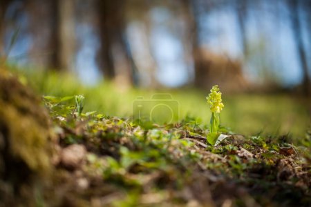Photo for Orchis pallens. Orchidaceae. The wild nature of the Czech Republic. A rare plant of wild nature. Plant in the grass. Beautiful picture. Spring nature. Orchis pallens, Pale-Flowered Orchid. Wild plant shot in spring. - Royalty Free Image