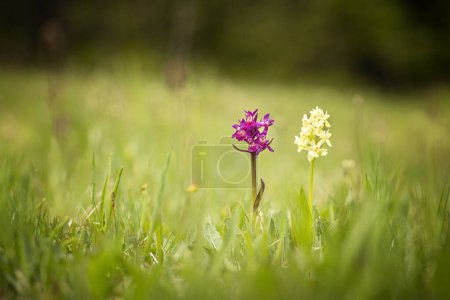Photo for Dactylorhiza sambucina. Free nature. Beautiful picture. Orchid of the Czech Republic. Beautiful photo. Wild nature of the Czech Republic. Plant. Orchids of Europe. - Royalty Free Image