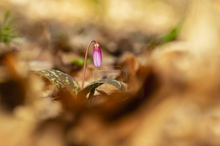 Foto de Erythronium dens-canis. Es la única especie del género Erythronium que crece en Europa. Está muy extendida en el sur y centro de Europa. Naturaleza libre. Una hermosa imagen de una planta. Naturaleza de primavera
. - Imagen libre de derechos