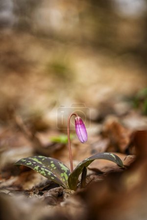 Photo for Erythronium dens-canis. It is the only species of the genus Erythronium growing in Europe. It is widespread in southern and central Europe. Free nature. A beautiful picture of a plant. Spring nature. - Royalty Free Image