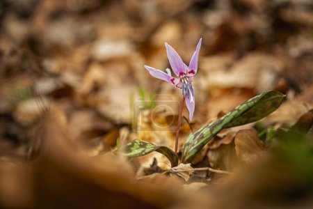 Photo for Erythronium dens-canis. It is the only species of the genus Erythronium growing in Europe. It is widespread in southern and central Europe. Free nature. A beautiful picture of a plant. Spring nature. - Royalty Free Image