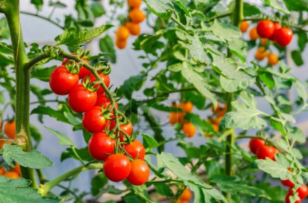 Fresh bunch of red ripe cherry tomatoes on the plant in greenhouse garden