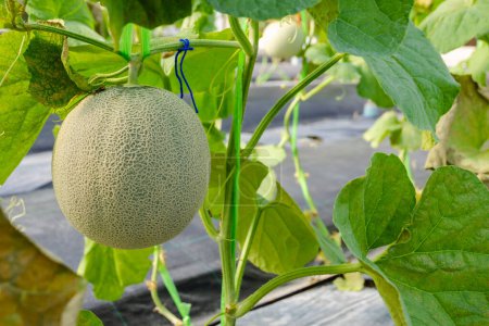 Fresh young Japanese green melons cantaloupe sprout growing in greenhouse organic farm