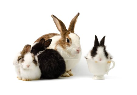 Adorable familia de conejos. Madre con cuatro conejos bebé aislados sobre fondo blanco. Un conejito blanco y negro sentado en taza de café blanco. Mascotas concepto familia animal.