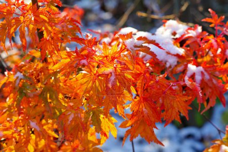 autumn colored sweetgum tree in the snow in beautiful colors