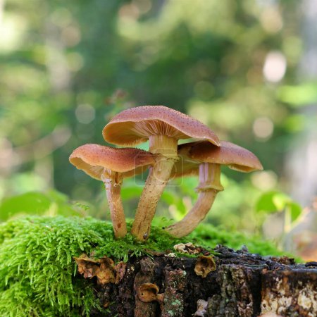Foto de Hongos de miel o Armillaria ostoyae en el bosque de otoño - Imagen libre de derechos