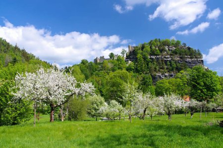 Zittau Mountains, the Oybin monastery in spring with apple trees in blossom