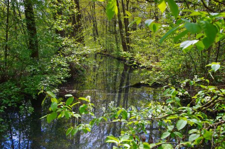 Téléchargez les photos : Spree Canal d'eau de la forêt, paysage dans le Brandebourg - en image libre de droit