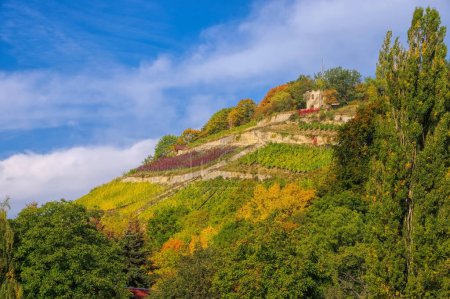 Téléchargez les photos : Saale Unstrut vignobles en Allemagne à l'automne - en image libre de droit
