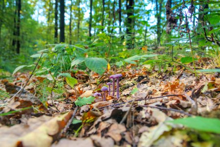 Photo for A group of amethyst deceiver (Laccaria amethystina) mushrooms in autumn forest - Royalty Free Image
