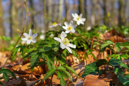 Photo for Many Anemones wildflowers in a forest in spring - Royalty Free Image