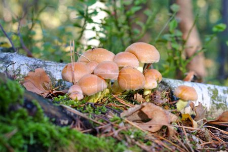 clustered woodlover or Hypholoma fasciculare in autumn forest