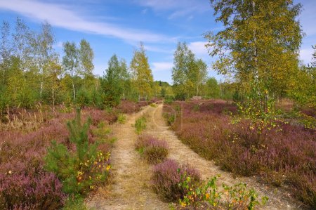 Heath landscape with flowering Heather, Calluna vulgaris and hiking path