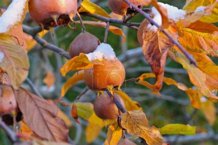 many common medlar on tree with snow, autumn