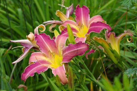 Photo for Daylily of the species Loch Ness Monster in summer - Royalty Free Image