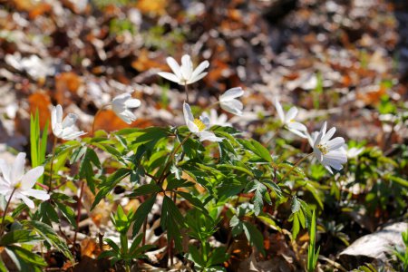 viele Anemonen Wildblumen in einem Wald im Frühling