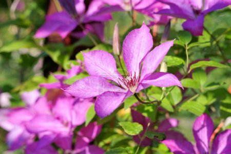 purple flowering clematis flower, a beautiful climber in spring