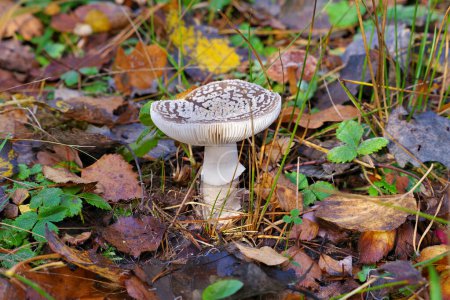 Photo for Grauer Wulstling, Amanita excelsa,  im Herbstwald - a beautiful grey spotted Amanita fungus, Amanita excelsa,  in the autumn forest - Royalty Free Image