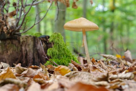 Photo for Grubiger Wurzelruebling  (Hymenopellis radicata) im Herbstwald -  rooting shank mushrooms (Hymenopellis radicata) in autumn forest - Royalty Free Image