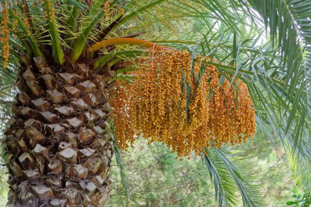 Close-up of Canary Island date palm with fruits, bunches of dates hanging from a branch. Pineapple palm