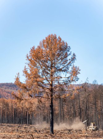 Téléchargez les photos : Tronc d'arbre isolé brûlé avec forêt brûlée floue en arrière-plan et abatteuse forestière - en image libre de droit