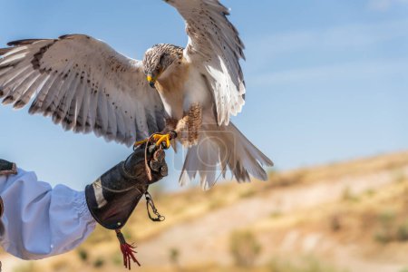 Foto de Águila blanca sobre el guante de halconeros - Imagen libre de derechos