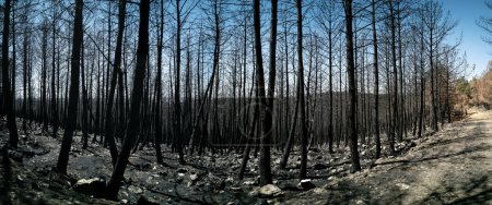 Photo for Burnt pine tree forest ultra wide panoramic view - Royalty Free Image