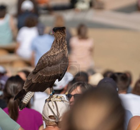 Téléchargez les photos : Eagle on top of the unrecognizable person head during falconry exhibition - en image libre de droit
