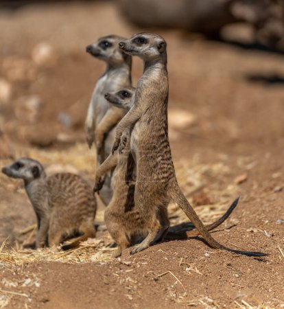 Foto de Group of meerkats looking the left side of the frame edge - Imagen libre de derechos