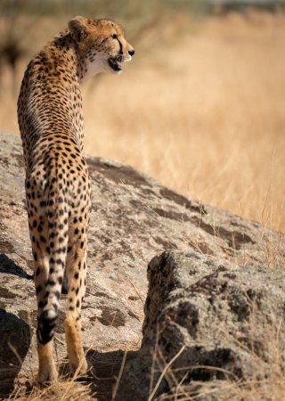 Foto de Cheetah sobre la roca mirando a la derecha del marco - Imagen libre de derechos