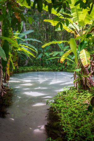Foto de Experimente la belleza de la naturaleza virgen en el Ceica Bananeiras fervedouro en Jalapao, un lugar mágico con agua verde clara rodeado de exuberante bosque tropical. - Imagen libre de derechos
