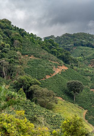 Photo for A coffee plantation thrives on a steep mountain slope in the midst of dense jungle, with rows of coffee plants defying the impossible angles of the incline. The lush landscape is a testament to the - Royalty Free Image