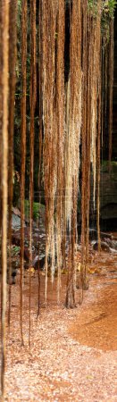 Photo for A panoramic vertical shot showcasing the stunning hanging roots and shallow depth of field in Sussuapara Canyon, Jalapao. The lush plant life, abundant water, and tranquil scene create a beautiful - Royalty Free Image