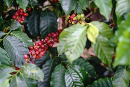 Vue détaillée de la plante de café avec des baies rouges trop mûres sur la branche. Parfait pour les concepts agricoles et naturels.
