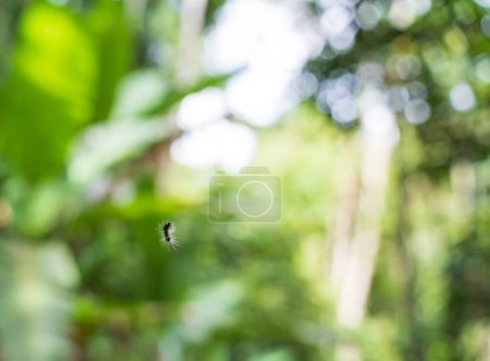 Téléchargez les photos : Gros plan d'un ver effrayant aux longs poils suspendus à un fil au milieu de la forêt de la jungle. Feuillage vert en arrière-plan ajoute à la beauté de la nature. - en image libre de droit