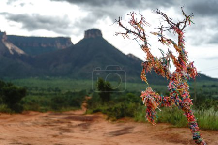 Photo for A dry tree covered with colorful papers containing wishes, prayers and messages. A path leads to infinity in the background. Terrestrial, arid zone in Jalapao. - Royalty Free Image