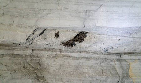 Foto de Murciélagos linterna colgando boca abajo de un amplio techo de la cueva, proporcionando un amplio espacio de texto. - Imagen libre de derechos