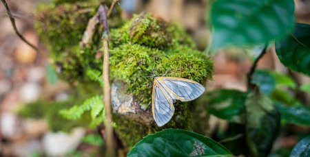 A white butterfly rests on a moss mound, with a blurred green background.