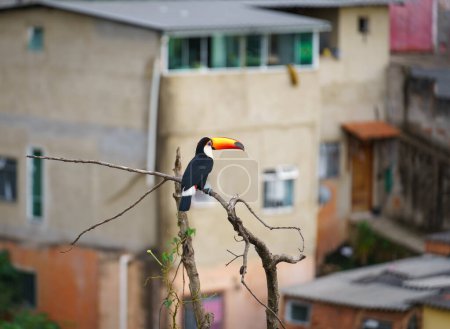 Téléchargez les photos : Vibrant toucan sur une branche avec des maisons urbaines floues en arrière-plan. - en image libre de droit