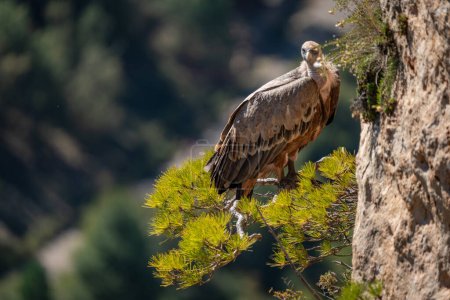 A regal bird of prey perches in a pine tree against a wild, mountainous scene.