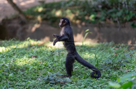 Small monkey stands on hind legs, tail for balance, in a serene, blurry forest backdrop.