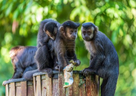Familie kleiner Affen durchsucht Mülltonnen in der Stadt und bleibt wachsam für Bedrohungen.