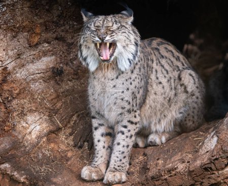 Iberian Lynx caught yawning in its natural habitat.