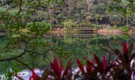 Lac tranquille avec un pont en bois dans un paysage tropical luxuriant.